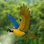 Macaw Parrots Collection