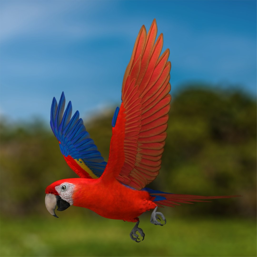 3d macaw parrots https://p.turbosquid.com/ts-thumb/d2/tVSuq7/kGYjI325/r04/jpg/1418867831/1920x1080/fit_q87/ec9136d2a3cf137fef136fbca33d3e6bf7b22847/r04.jpg