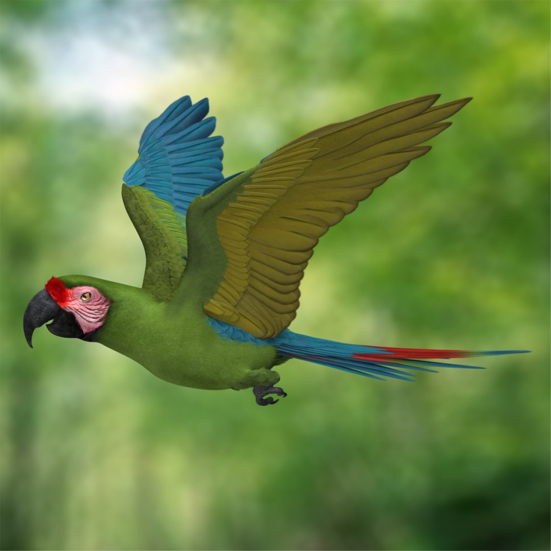 3d macaw parrots https://p.turbosquid.com/ts-thumb/d2/tVSuq7/vgGQOUDB/r02/jpg/1418867819/1920x1080/fit_q87/b6e7c4a902f5422e8490862e05f8218a3c4c9b9c/r02.jpg