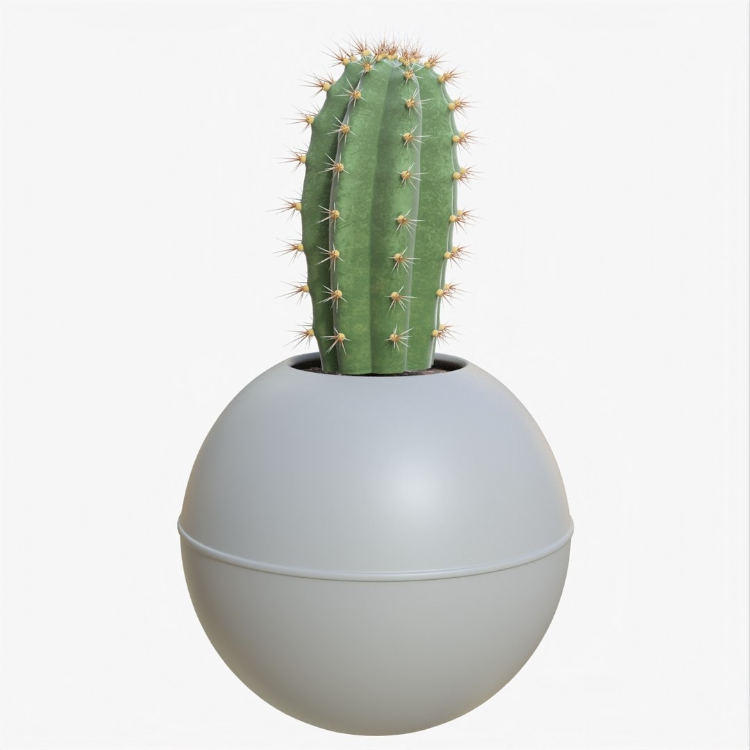 3D Model Cactus 04 D - TurboSquid 1987466