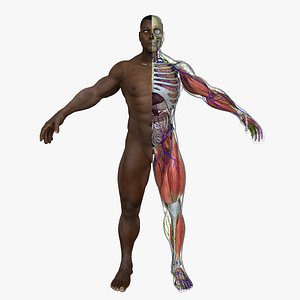 ultimate complete male anatomy ma