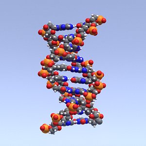 DNA helix (accurate space-filling model)