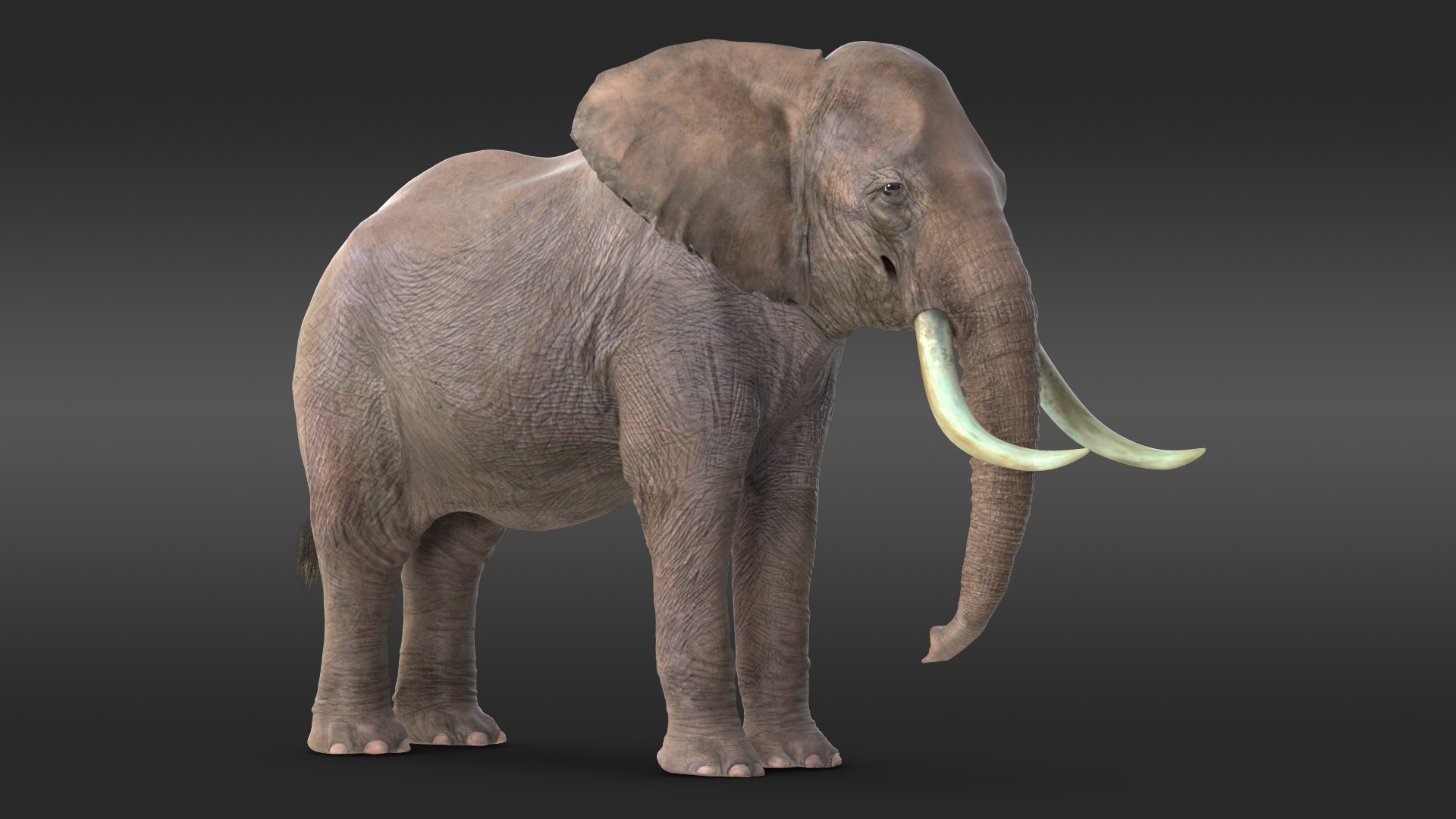 Animated Elephant Waiting Fur Rigged 3D model preview