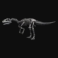 Allosaurus Skeleton