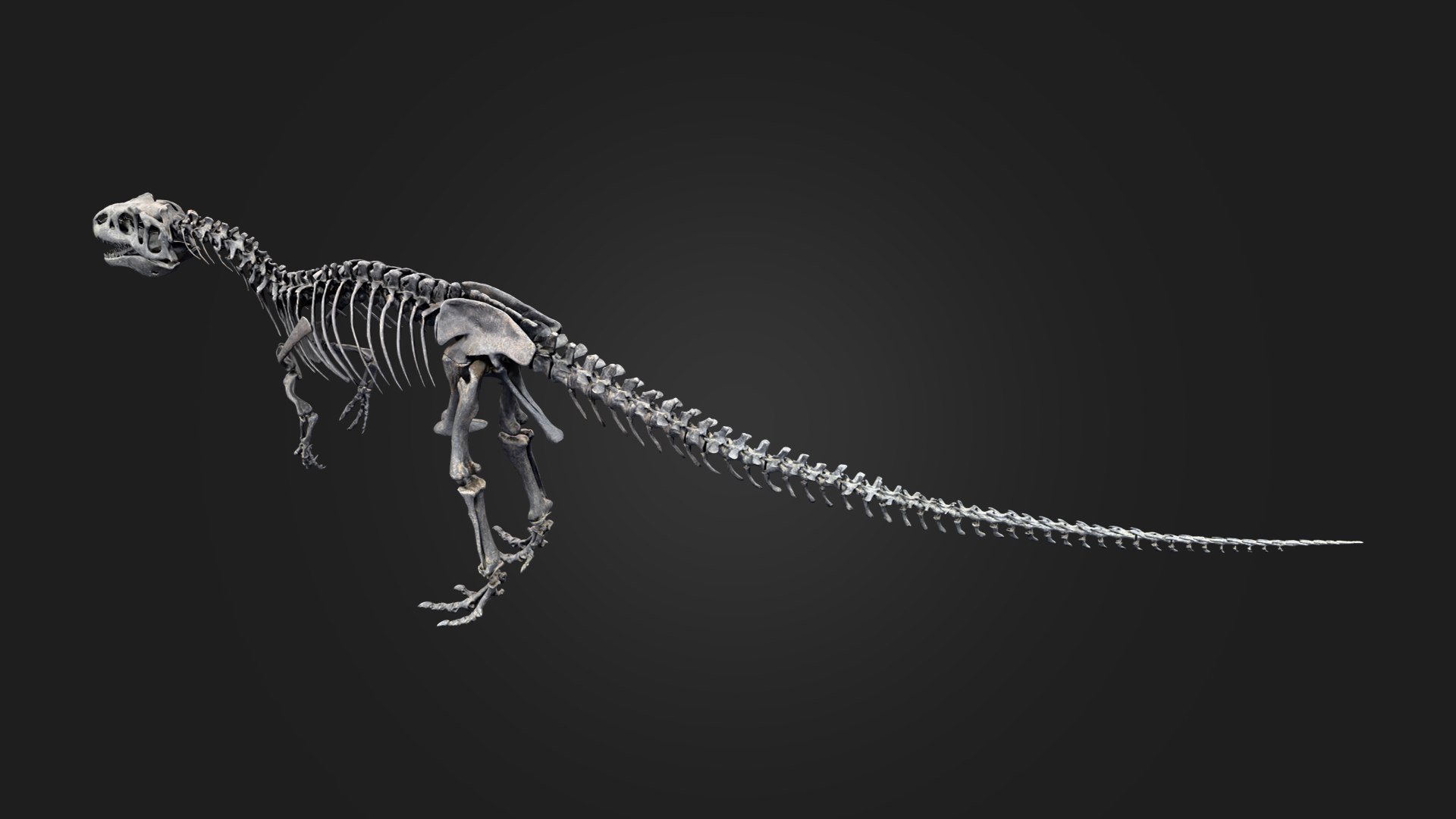Allosaurus Skeleton 3D https://p.turbosquid.com/ts-thumb/d3/DqF1EI/GZ/preview_5/png/1792463585/1920x1080/fit_q87/803c0885c0a8c48d5ba3ccd1c9e6c53ef6aacc80/preview_5.jpg