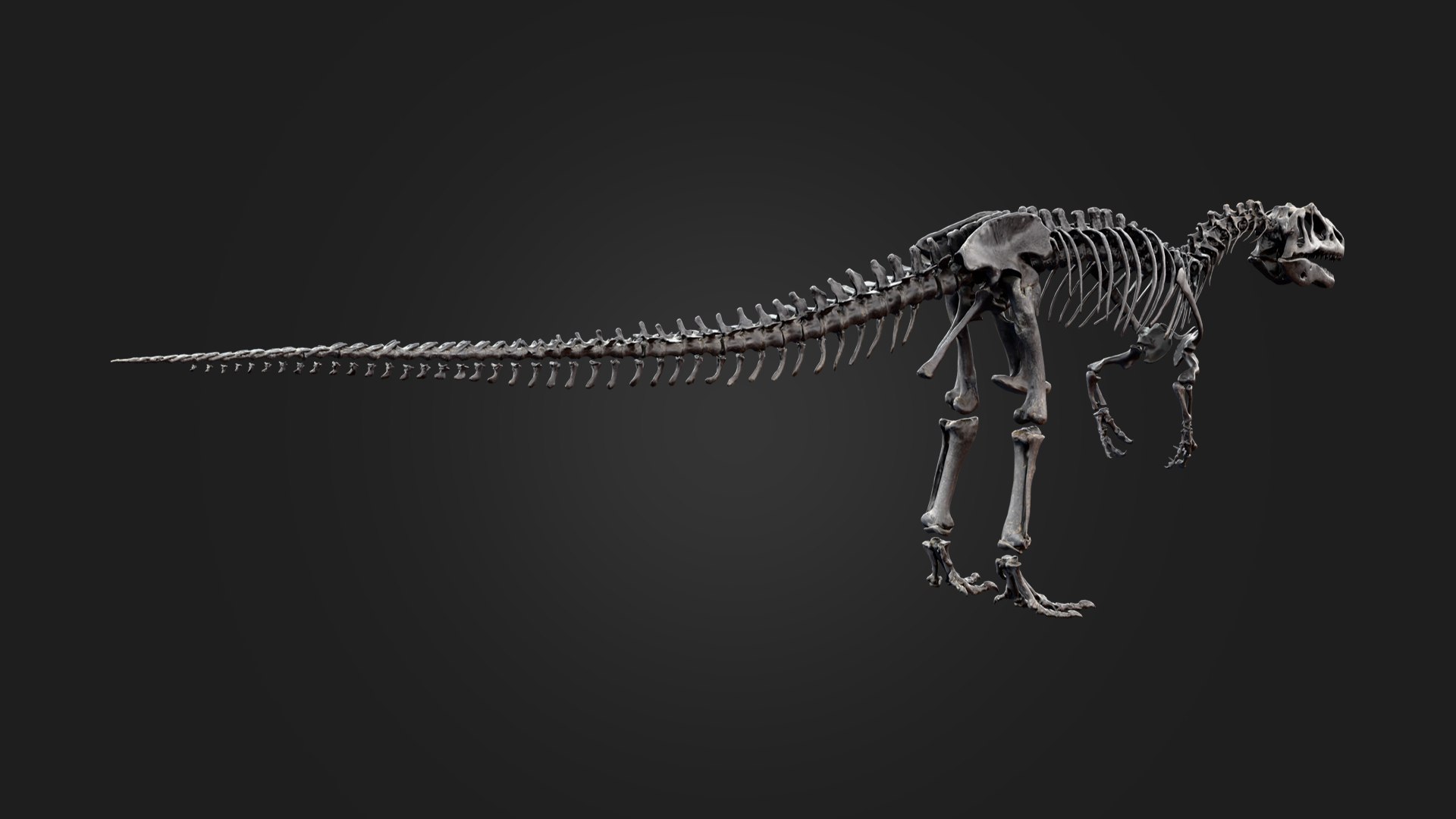 Allosaurus Skeleton 3D https://p.turbosquid.com/ts-thumb/d3/DqF1EI/Yj/preview_4/png/1792463585/1920x1080/fit_q87/897d7fd28175ad9cdde750061a6d693eb8e5b30f/preview_4.jpg