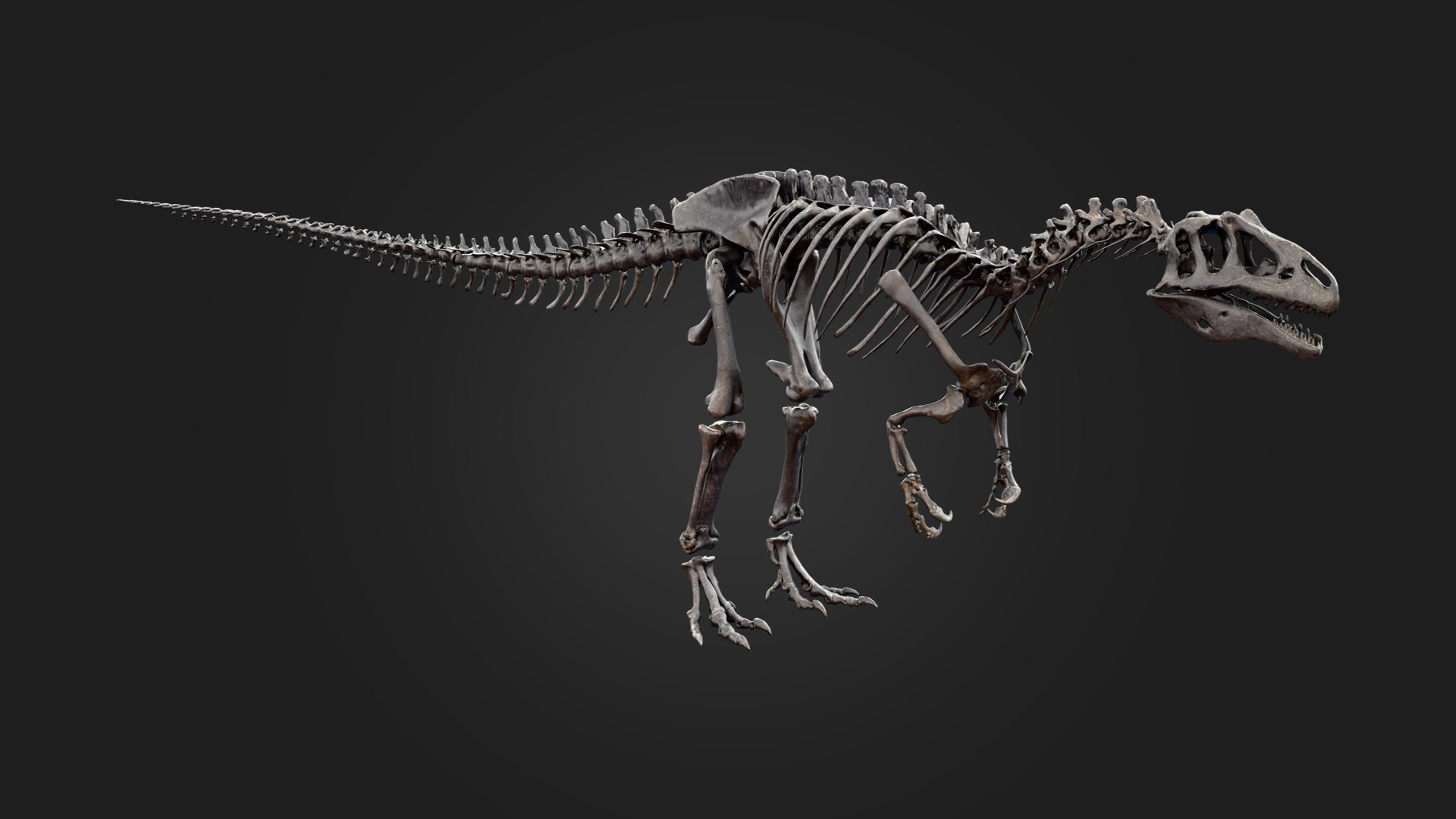 Allosaurus Skeleton 3D https://p.turbosquid.com/ts-thumb/d3/DqF1EI/pd/preview_3/png/1792463585/1920x1080/fit_q87/d5feaffe914c6945bfada02375510489428eaaaa/preview_3.jpg