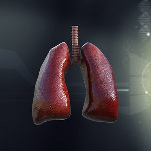 3d 3ds human lungs anatomy