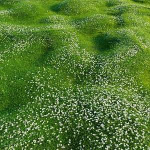 lawn grass flora model