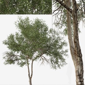 Set of Melaleuca ericifolia or Swamp paperbark Tree
