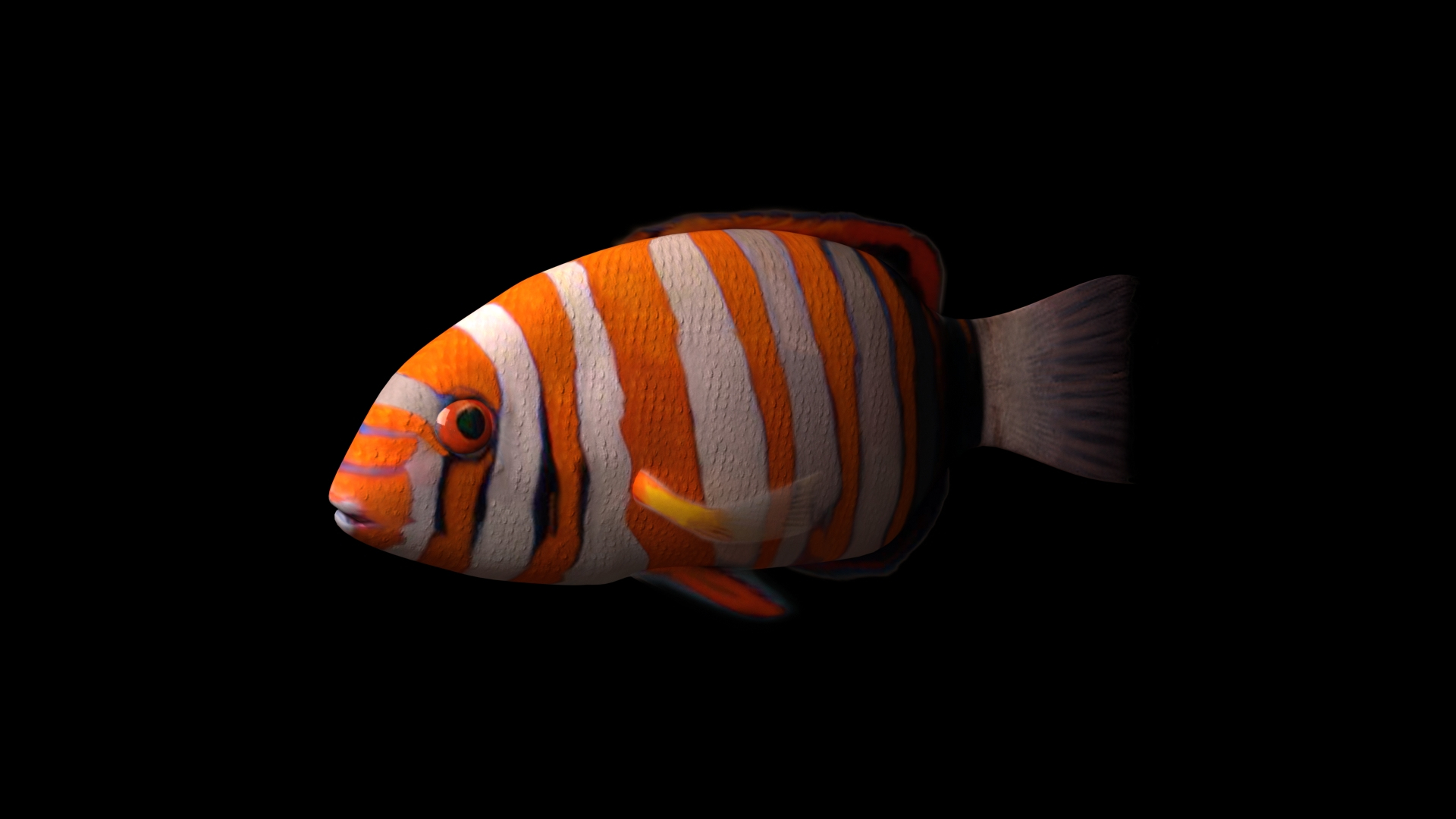 3d model harlequin tuskfish rigged https://p.turbosquid.com/ts-thumb/d4/J8PdoZ/7soLhPOS/harlequin_turn/jpg/1581368266/1920x1080/turn_fit_q99/bcef5536c06b3e636cad8fe5a4ff6605247867bc/harlequin_turn-1.jpg