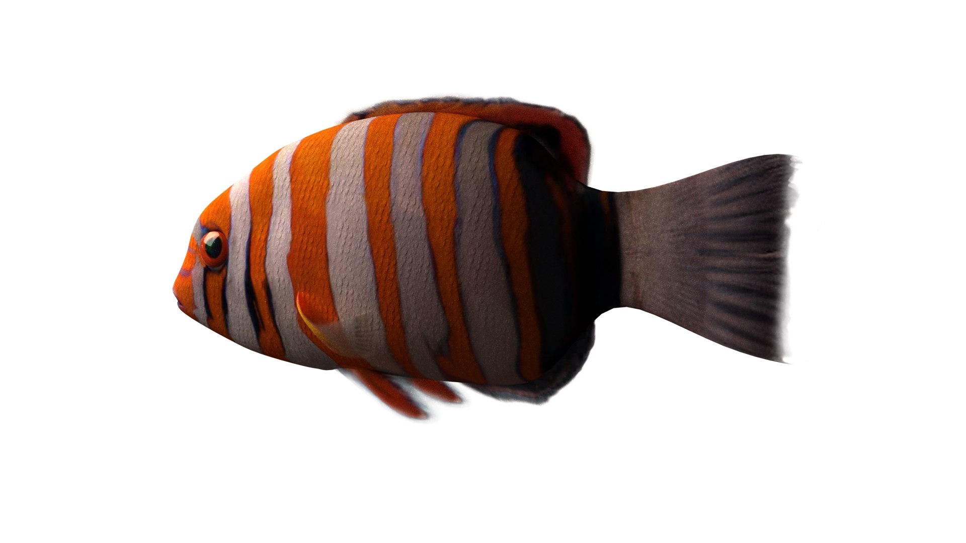 3d model harlequin tuskfish rigged https://p.turbosquid.com/ts-thumb/d4/J8PdoZ/A1Sibmx8/harlequin_th03/jpg/1581368259/1920x1080/fit_q87/d6351cb2fab9e9338d2393a8c67f44e26274650b/harlequin_th03.jpg