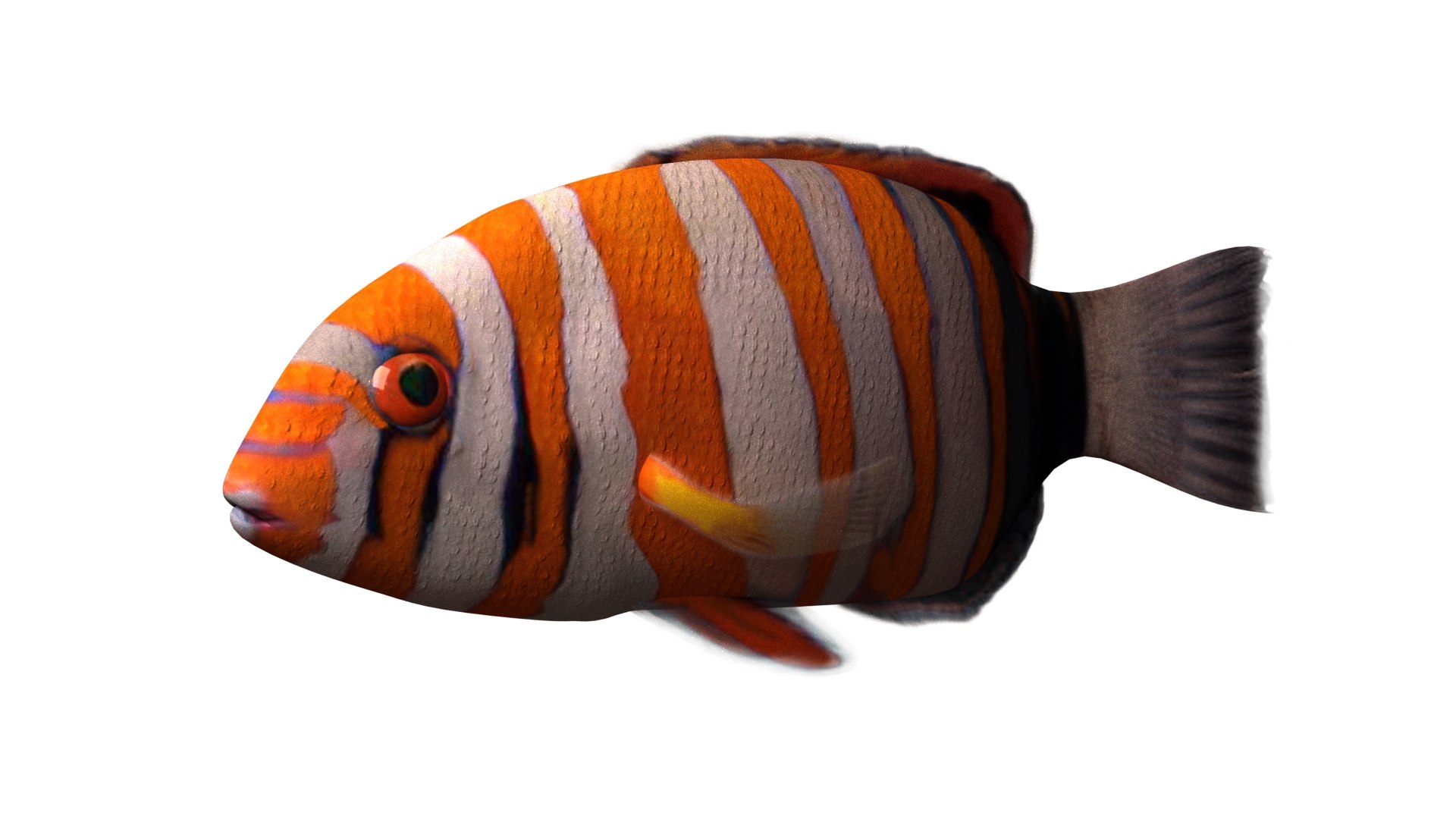 3d model harlequin tuskfish rigged https://p.turbosquid.com/ts-thumb/d4/J8PdoZ/FMoXu3ys/harlequin_th01/jpg/1581368259/1920x1080/fit_q87/32a02668075e791f15845a6db6d263d7a61367e2/harlequin_th01.jpg