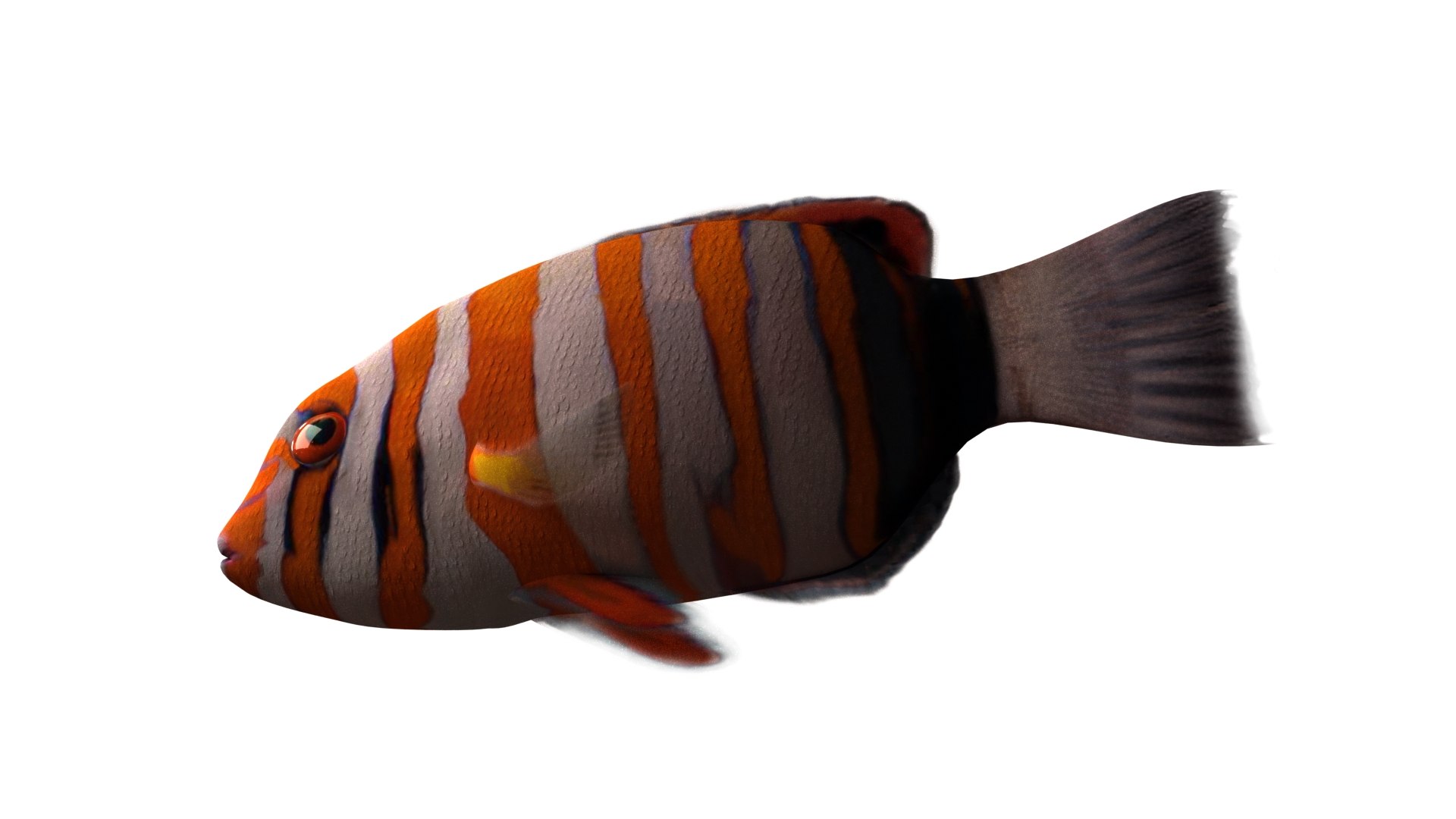 3d model harlequin tuskfish rigged https://p.turbosquid.com/ts-thumb/d4/J8PdoZ/SJ6eVAz1/harlequin_th04/jpg/1581368259/1920x1080/fit_q87/6e6926fe473215a728947309742e2785d6a03fa8/harlequin_th04.jpg