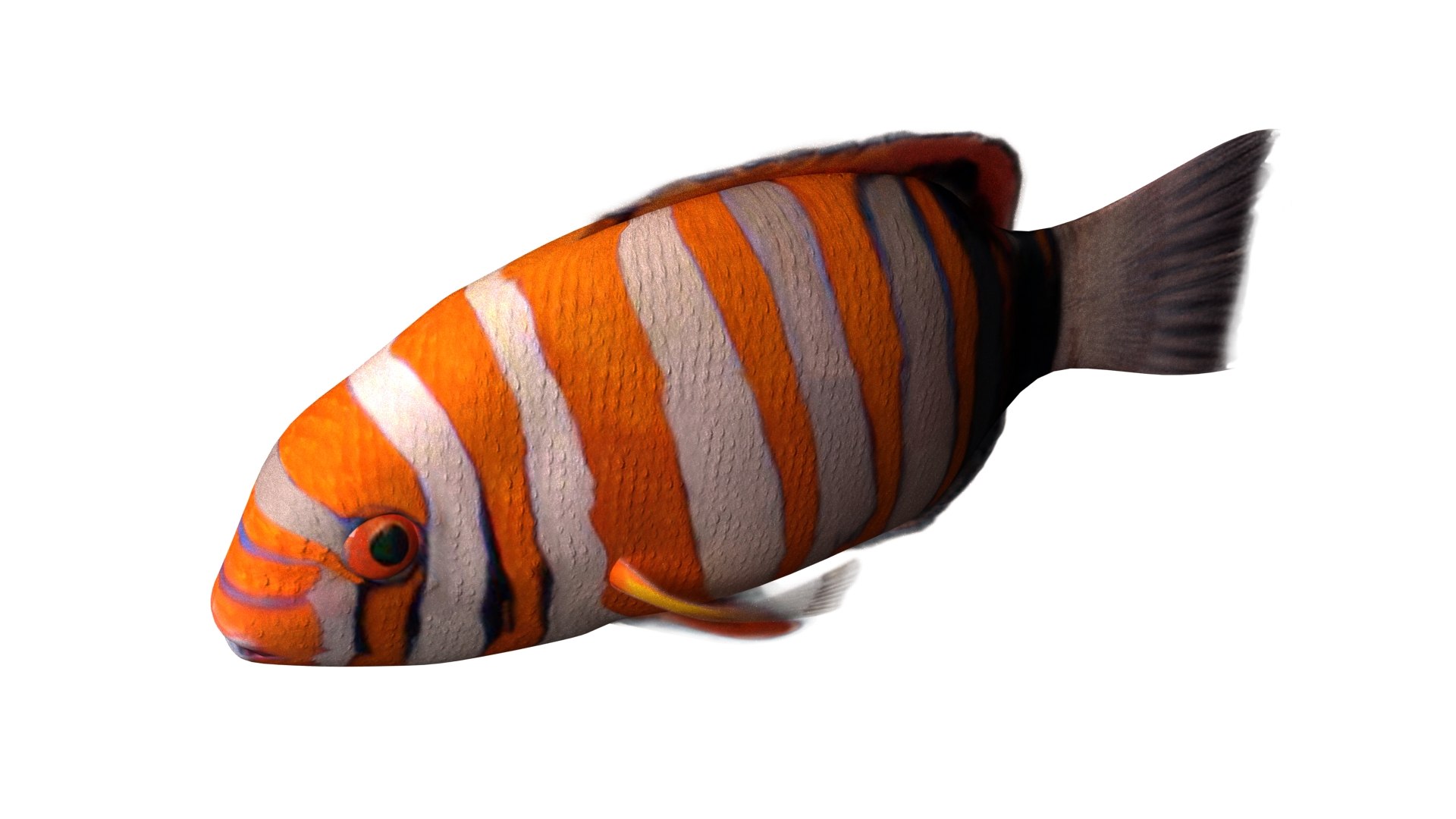 3d model harlequin tuskfish rigged https://p.turbosquid.com/ts-thumb/d4/J8PdoZ/gnotkSNU/harlequin_th02/jpg/1581368259/1920x1080/fit_q87/c49d81bafeae3a145d348a88d13d874765471e14/harlequin_th02.jpg