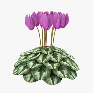 siklamen flower model