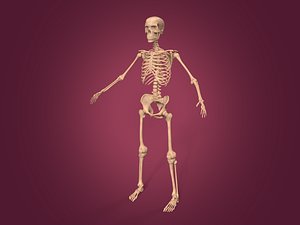 Human Skeleton 3D model