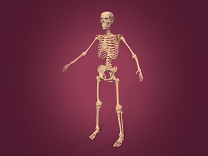 Human Skeleton -- Anatomy