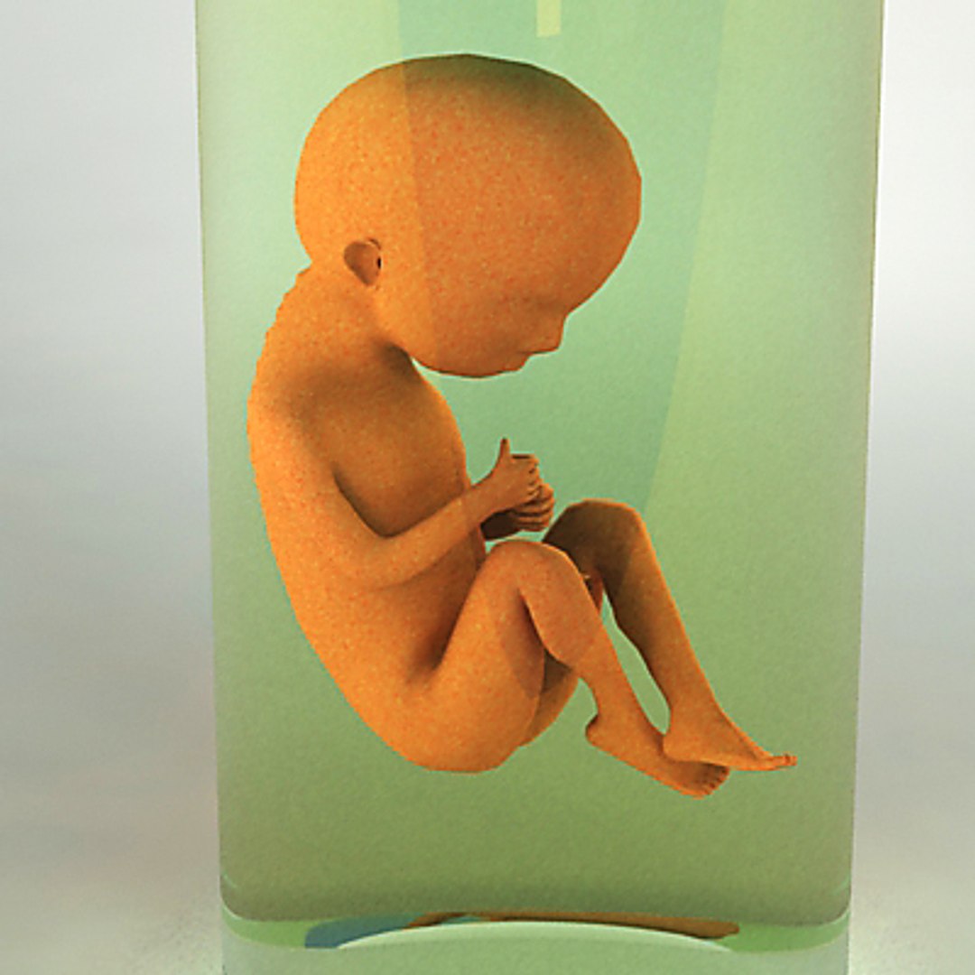 3d Model Weeks Human Embryo