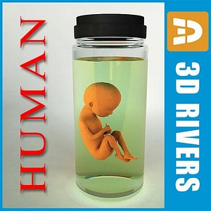 3d model weeks human embryo