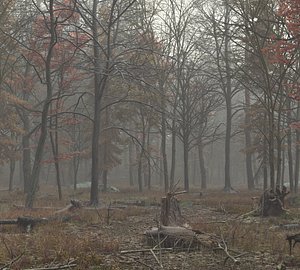 3D Misty Autumn Forest