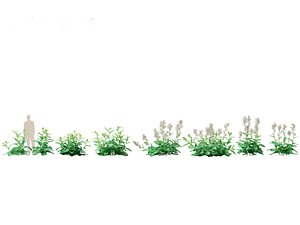 Nicotiana sylvestris - flowering tobacco 3D model