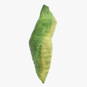 Old World Swallowtail Pupa