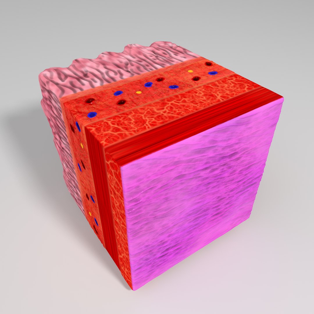 c4d human gastric mucosa https://p.turbosquid.com/ts-thumb/d5/EYlmVB/AYGOpeuc/test11/jpg/1339180388/1920x1080/fit_q87/27e86df490a065389660b52e196194692f9cc6a0/test11.jpg
