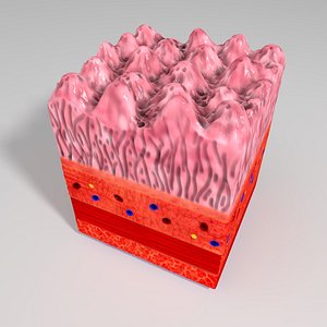 c4d human gastric mucosa