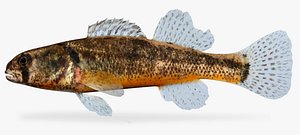 etheostoma cragini arkansas darter 3d model
