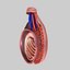testis 3d model