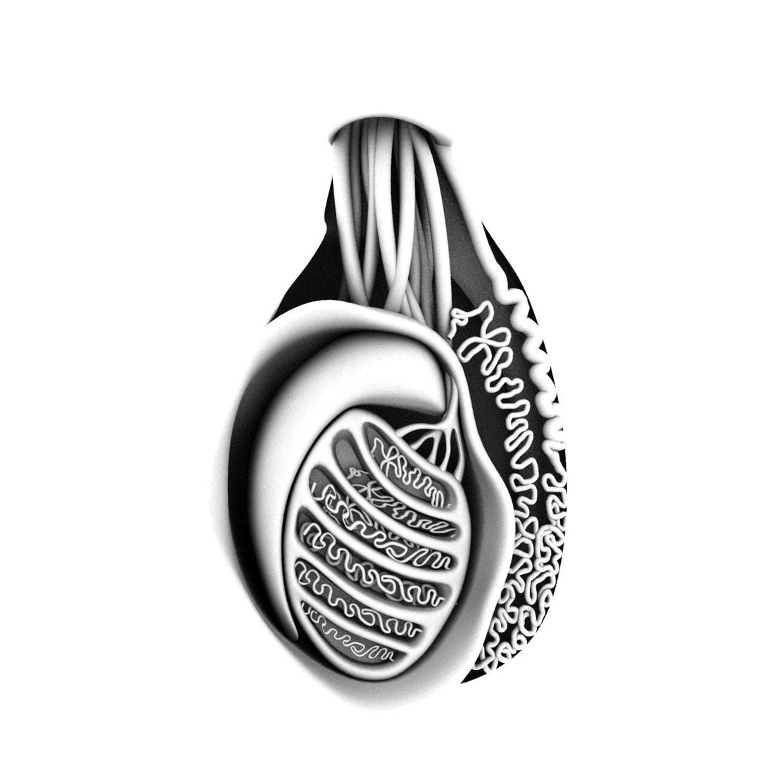 Testis 3d Model