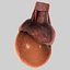 testis 3d model