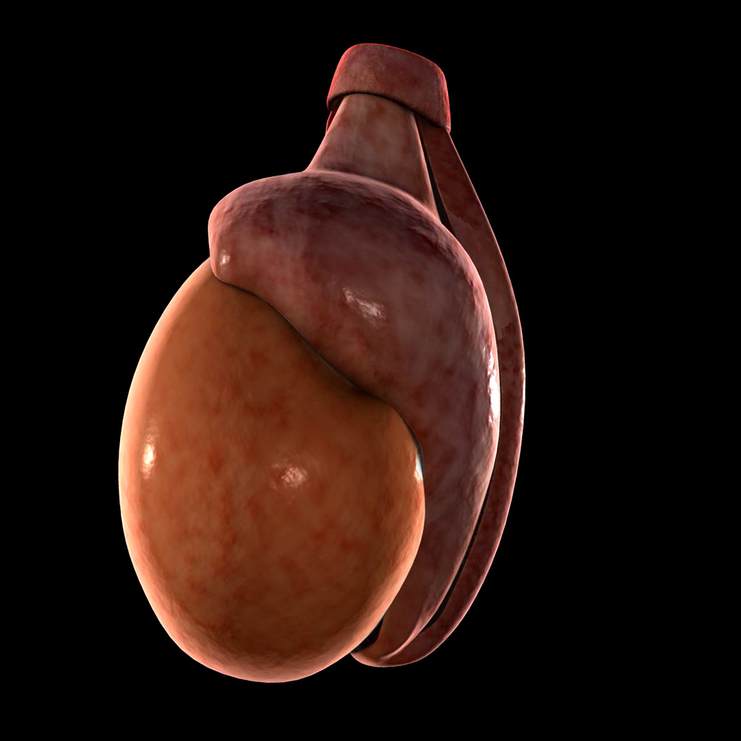 Testis 3d Model