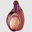 testis 3d model
