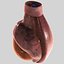 testis 3d model
