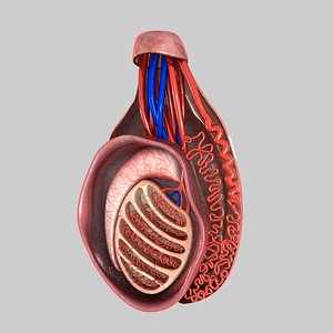 testis