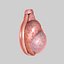 testis 3d model