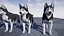 Cane LowPoly - Husky