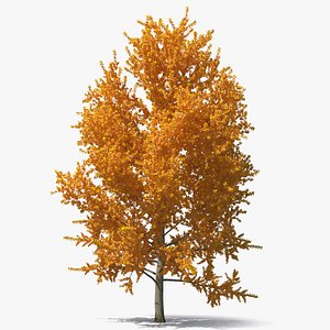 Autumn Yellow Poplar Tree