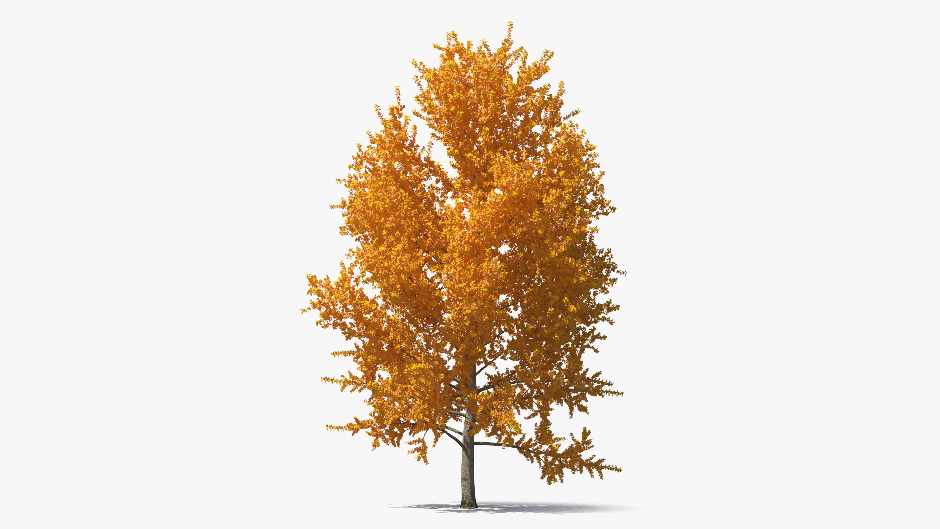 Autumn Yellow Poplar Tree 3D model preview