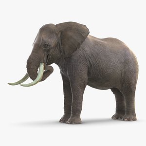 elephant eating mammal animal 3D model