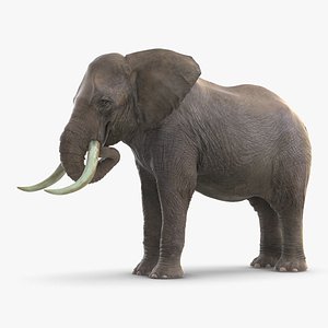 Animated Elephant Eating Fur Rigged