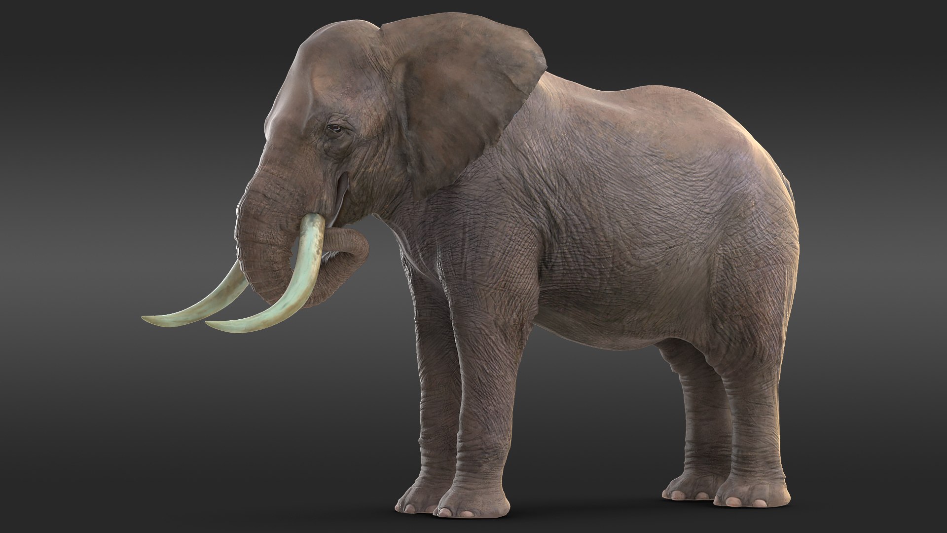 Animated Elephant Eating Fur Rigged 3D model preview