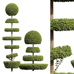 New Plant Ficus Concinna Bonsai Pruned13