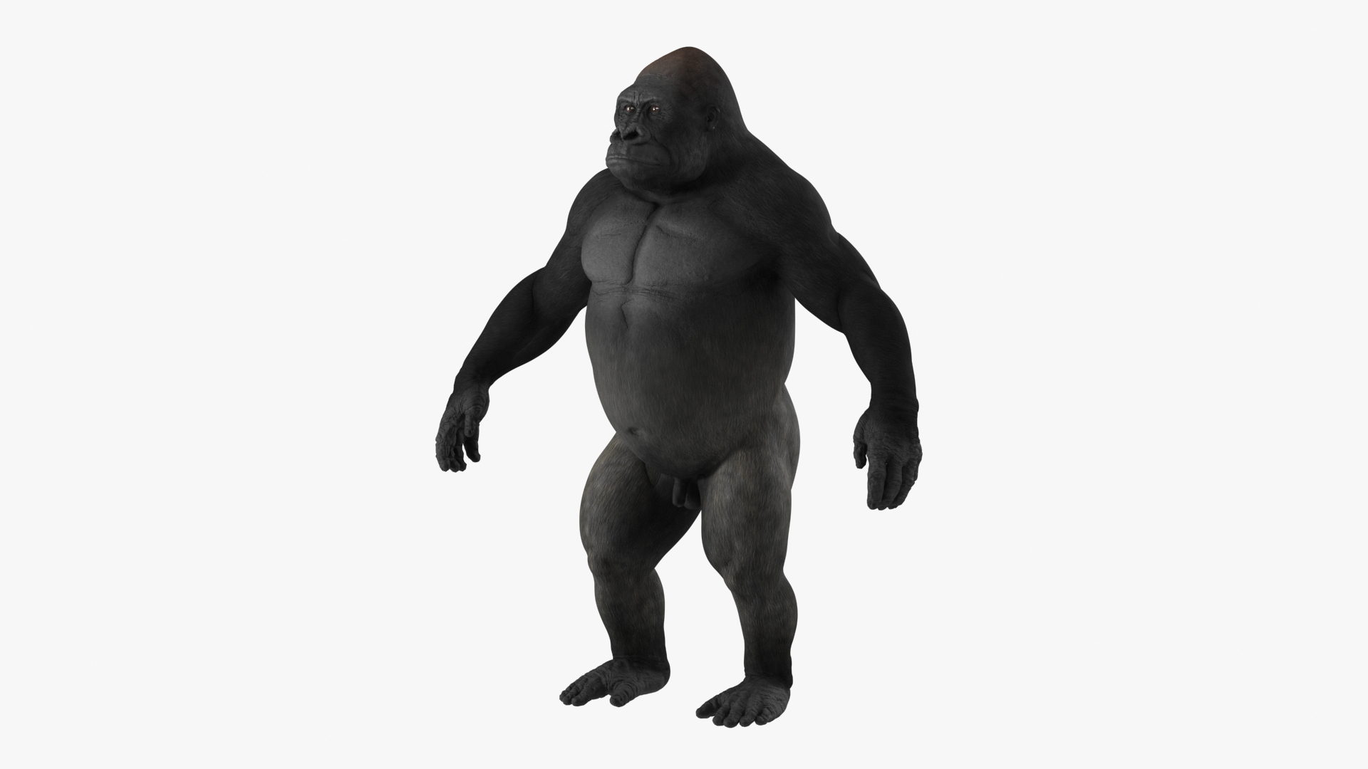 3D Roaring Gorilla Animated Rigged - TurboSquid 2295576