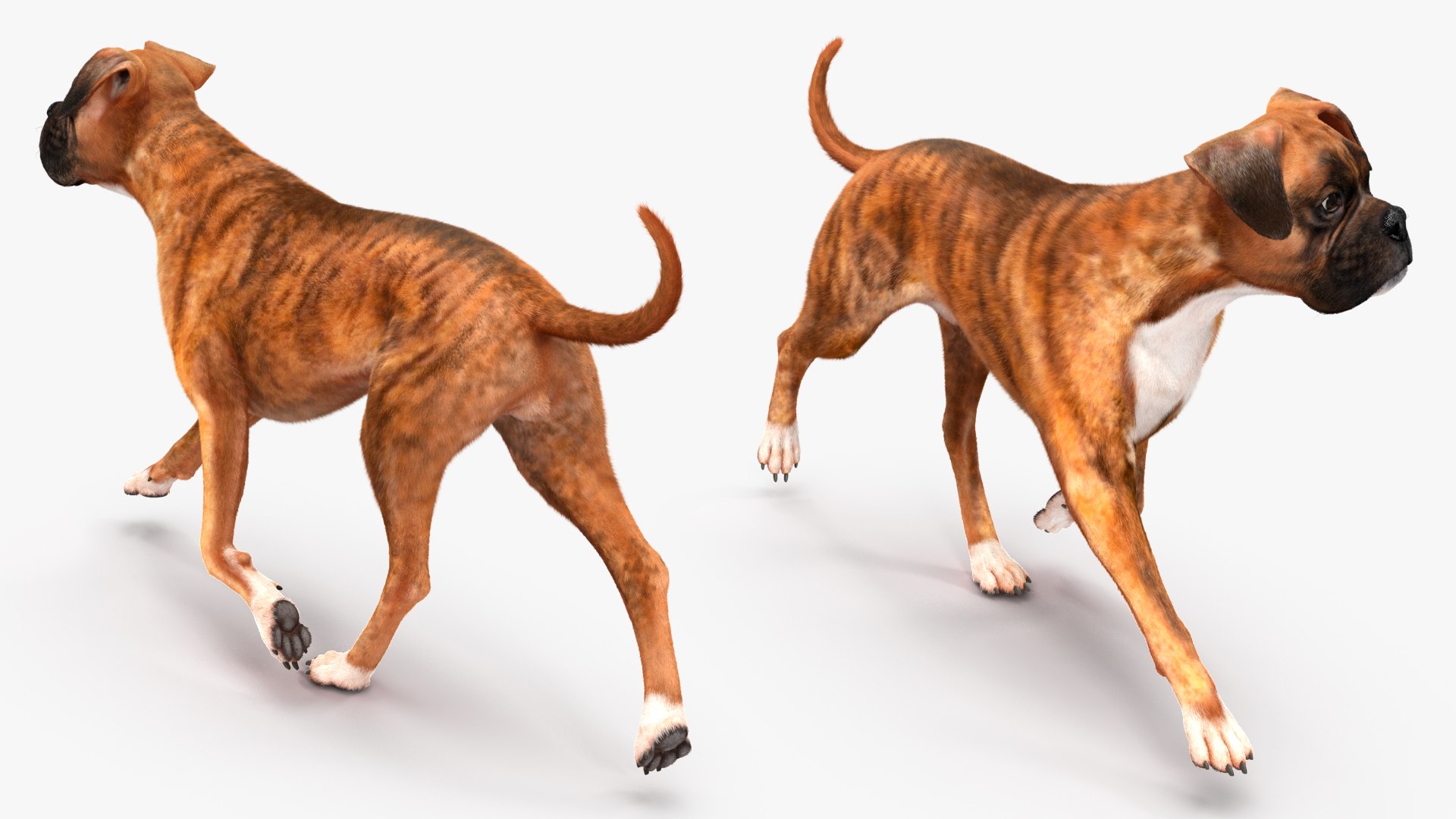 3D Model Boxer Dog Tiger Colored Fur Rigged - TurboSquid 2250553