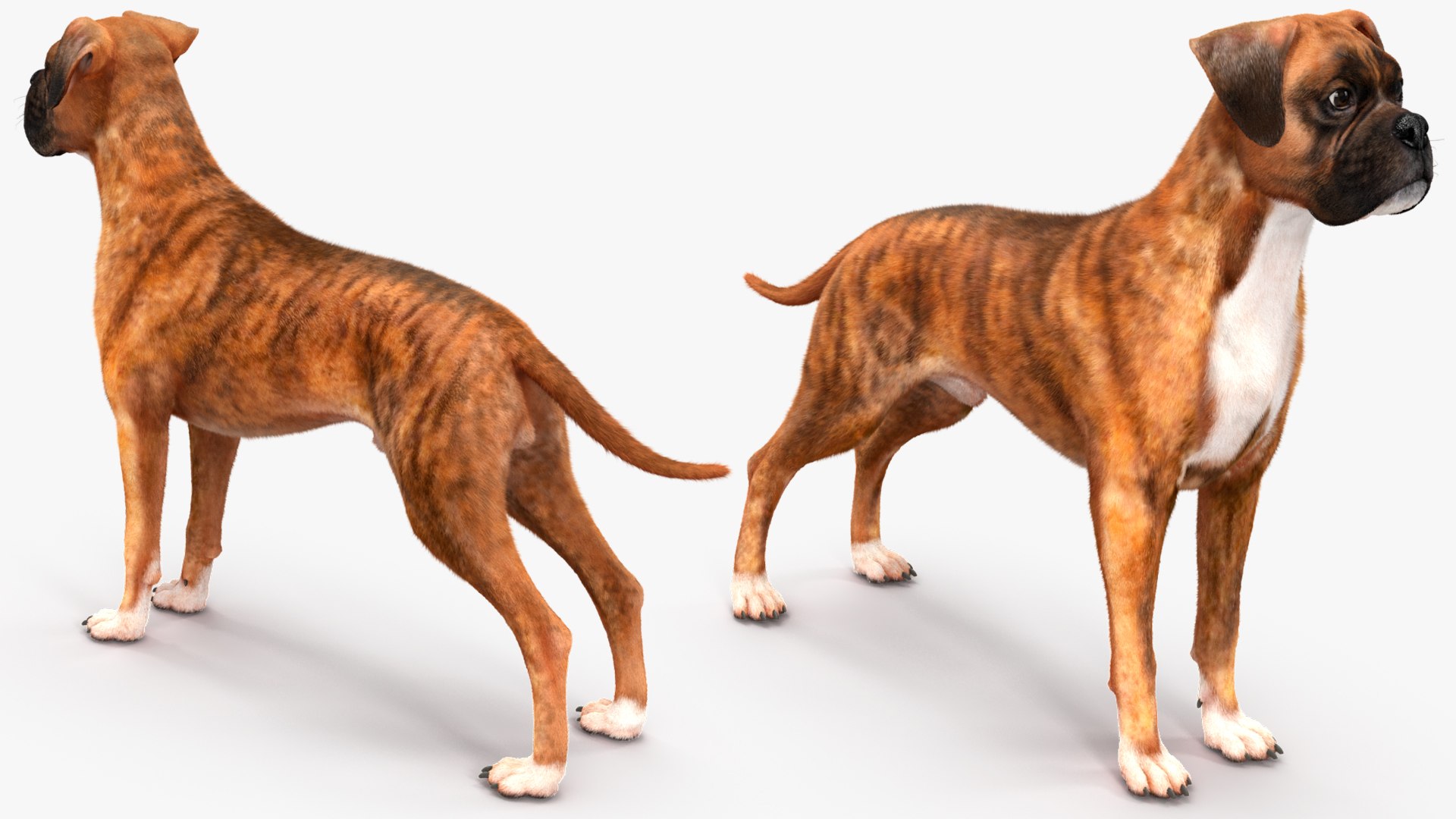 3D Model Boxer Dog Tiger Colored Fur Rigged - TurboSquid 2250553