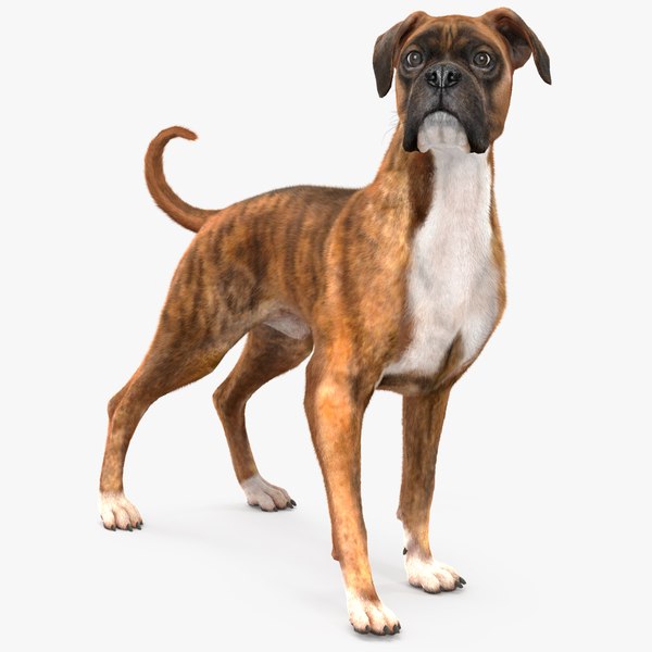 modelo 3d Perro Boxer Tigre Color Fur Rigged - TurboSquid 2250553