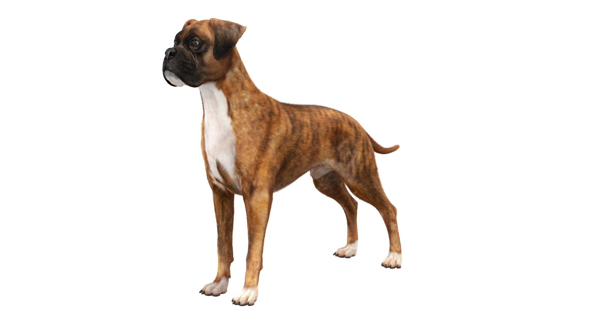 3D Model Boxer Dog Tiger Colored Fur Rigged - TurboSquid 2250553